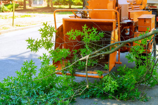 Best Local Tree Services  in USA